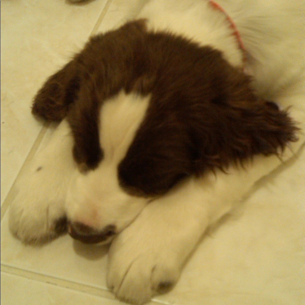 Meet your Posher, Carita